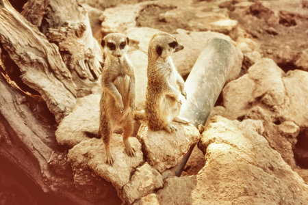 A beautiful photograph of Meerkat (Suricata Suricatta), also known as suricate. Wildlife, living on...