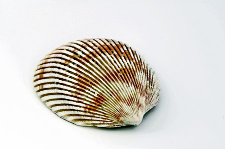 Isolated shell