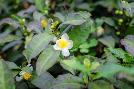 Top view tropical green leaves nature background.の写真素材