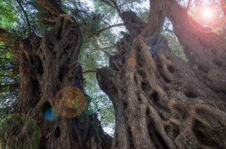 Old olive tree in the Izmir provinceの写真素材