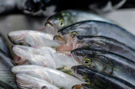 Various fish on the counter fish shopの写真素材