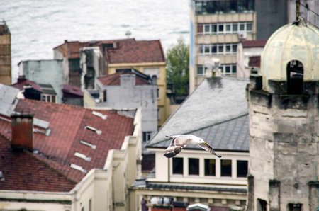 Seagull flying in Istanbulの写真素材