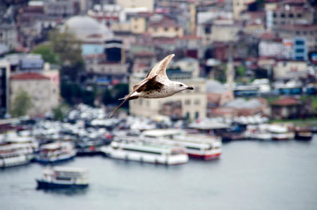 Seagull flying in Istanbulの写真素材