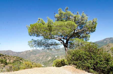 Cyprus hillsの写真素材