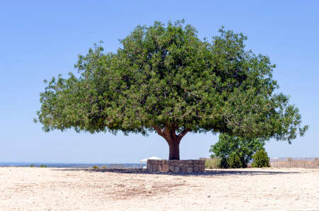 Alone olive treeの写真素材