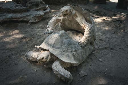 Turtles have sex in the zoo.Natural animal sex.の写真素材
