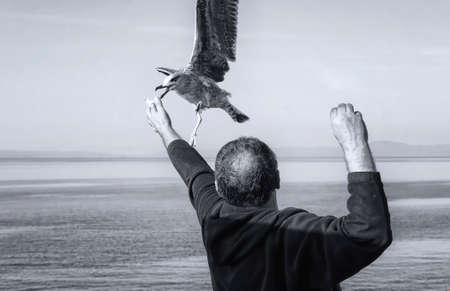 Feeding gulls from the hands of breadの写真素材