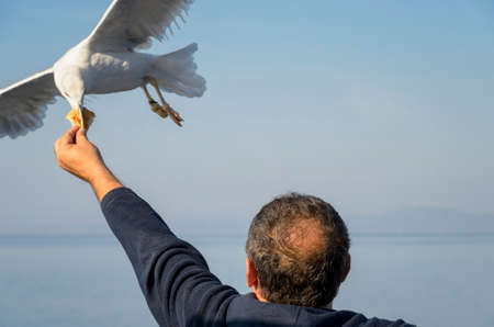 Feeding gulls from the hands of breadの写真素材