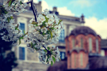 Blooming apple tree on the territory of the monastery Vatopedの写真素材