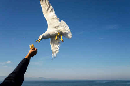 Feeding gulls from the hands of breadの写真素材