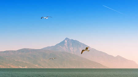White sea gull flying in the blue sunny sky over the coast of the seaの写真素材