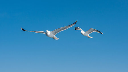 White sea gull flying in the blue sunny sky over the coast of the sea