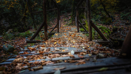 Old wooden bridge over brook in autumn european forest. Greece, Athos