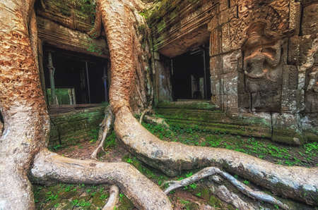 Ta Prohm temple covered in tree roots, Angkor Wat, Cambodiaの写真素材