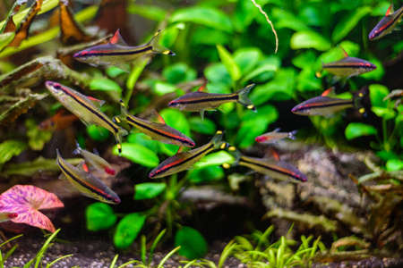 Denisoni barbus (Puntius denisonii, Sahyadria denisonii) group of fish in freshwater aquarium.の写真素材
