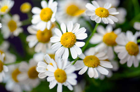 Ð¡hamomile flowersの写真素材