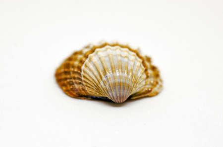 Isolated shellの写真素材