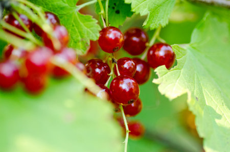 Red currant berries on a branch in the garden, close-up