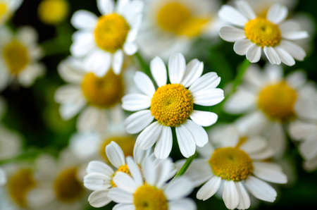 Ð¡hamomile flowersの写真素材