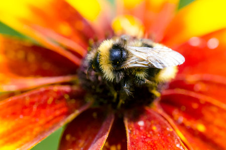 Bumble bee on a Black-eyed susans