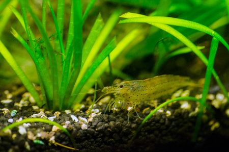 Amano shrimp