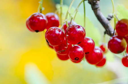 Red currant on a branch in the garden