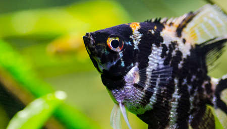 Aquarium fish Scalareの写真素材