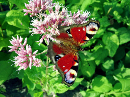 A butterfly on the flowerの写真素材