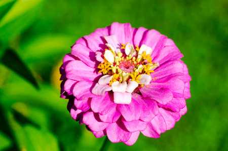 Close up Zinnia flower in the garden