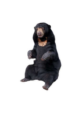 Malayan sun bear isolated on whiteの写真素材