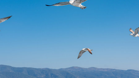 White sea gull flying in the blue sunny sky over the coast of the sea