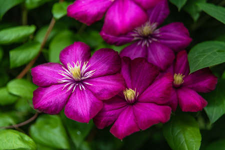Blooming purple clematis in the garden on sunny day. Clematis flowers completely covering a fence. Selective focus. Blurred background.の写真素材