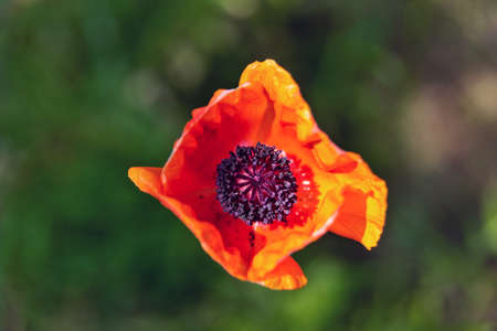 Red poppy flower top view over green backgroundの写真素材