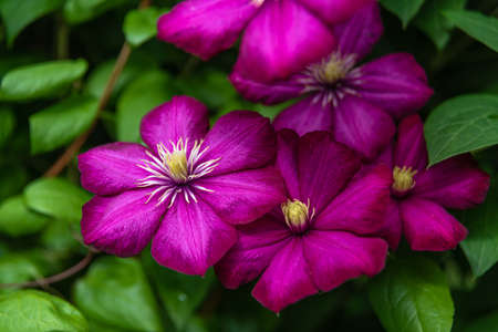 Blooming purple clematis in the garden on sunny day. Clematis flowers completely covering a fence. Selective focus. Blurred background.の写真素材