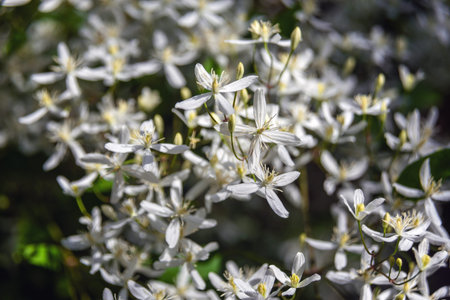 Small white flowers of Clematis recta or Clematis flammula or clematis Manchurian in the garden...