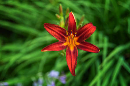 Blooming orange lily in green gardenの写真素材