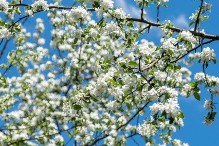 White beautiful flowers in the tree blooming in the early spring, blurred backgroung. high quality...