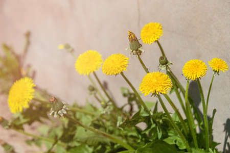 Yellow flowers of dandelions in green backgrounds. spring and summer background.の写真素材
