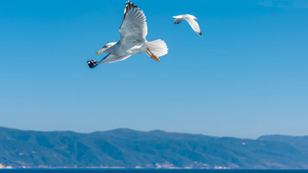 White sea gull flying in the blue sunny sky over the coast of the sea