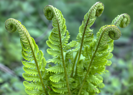 Young fern leaves in the forest. Close-up. Selective focus.の素材