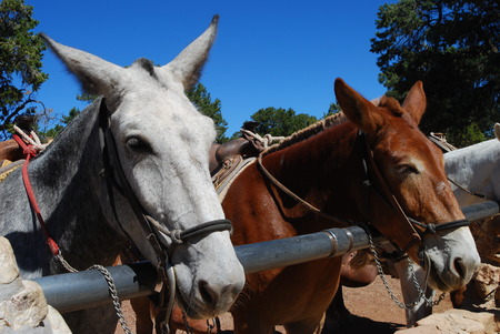 Horses resting at the top of the Grand Canyonの写真素材