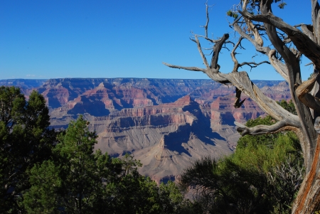 Gnarled old tree on the edge of the Grand Canyon, USAの写真素材