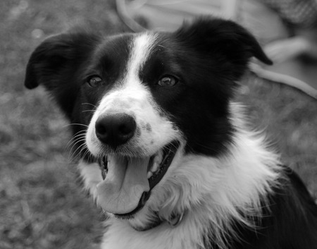 Happy collie dogの写真素材