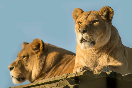 Two female lions relaxing on the sun の写真素材