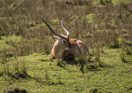 Blackbuck antelope resting in a grass on a field の写真素材