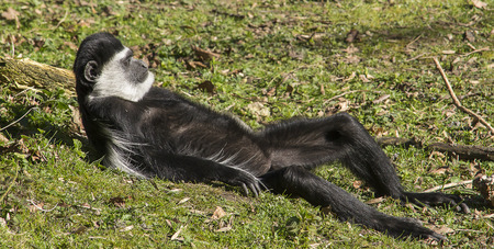 Colobus monkey on the grass の写真素材