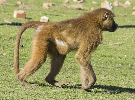 Baboon walking on the grass の写真素材