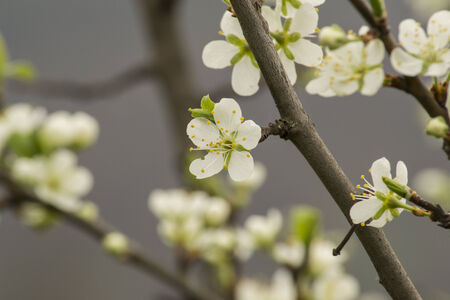 Spring shoot of an apple tree in bloom の写真素材
