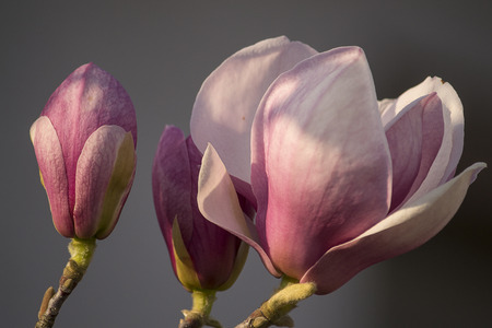 Beautiful pink magnolia flowers の写真素材