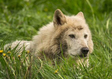 Timber wolf in a green grass 